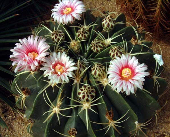 Ferocactus_Macrodiscus_fl.jpg