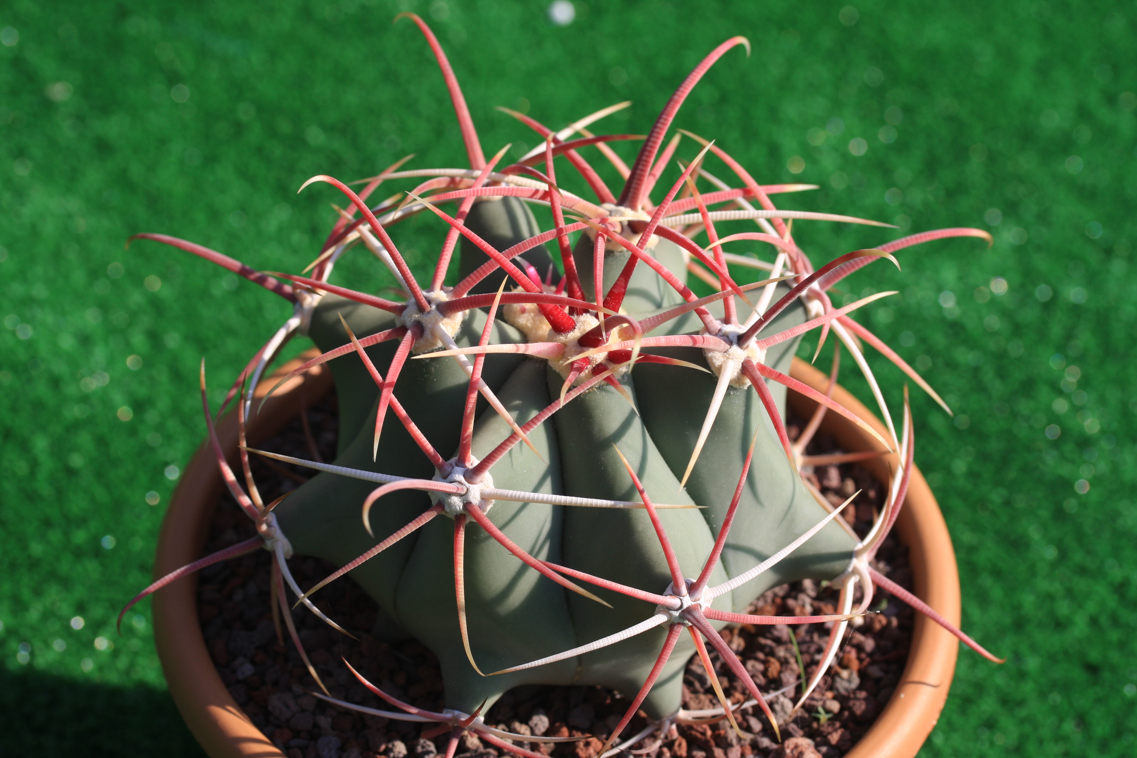 Ferocactus_emoryi.jpg