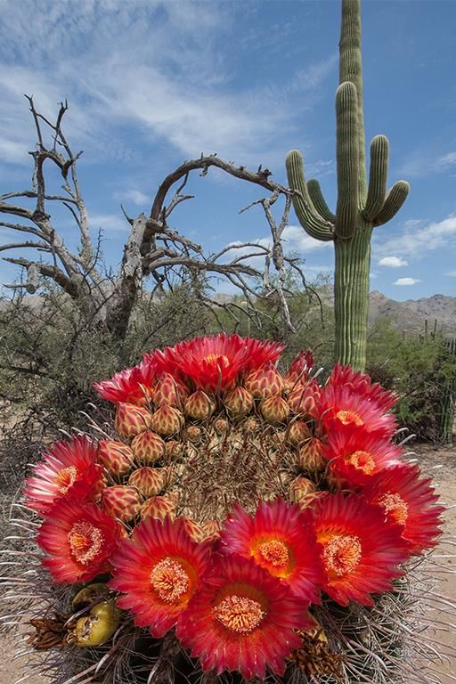 Ferocactus_emoryi_FL.jpg