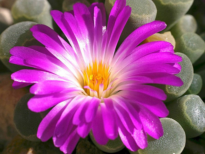 Frithia-pulchra-Flower.jpg