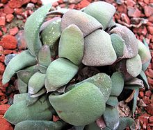 Gasteria_glomerata_hh.jpg