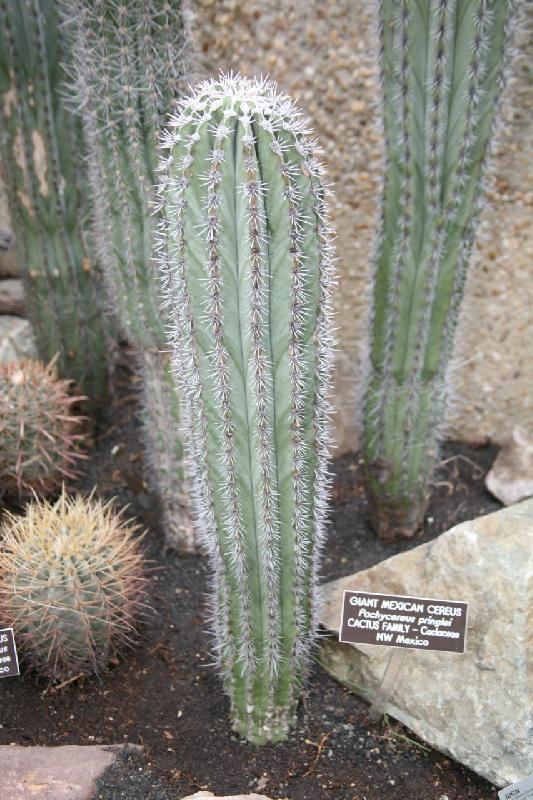 Giant_Mexican_Cereus_(Pachycereus_pringlei).jpg