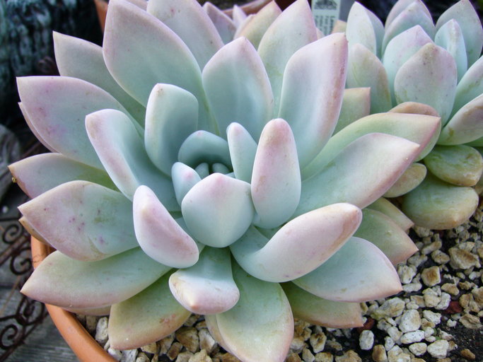 Graptoveria_Opalina.jpeg