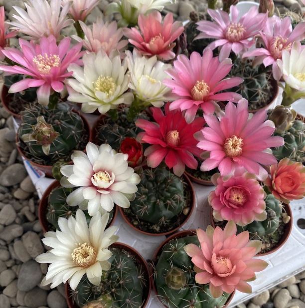 Gymnocalycium_baldianum011jj1.jpg
