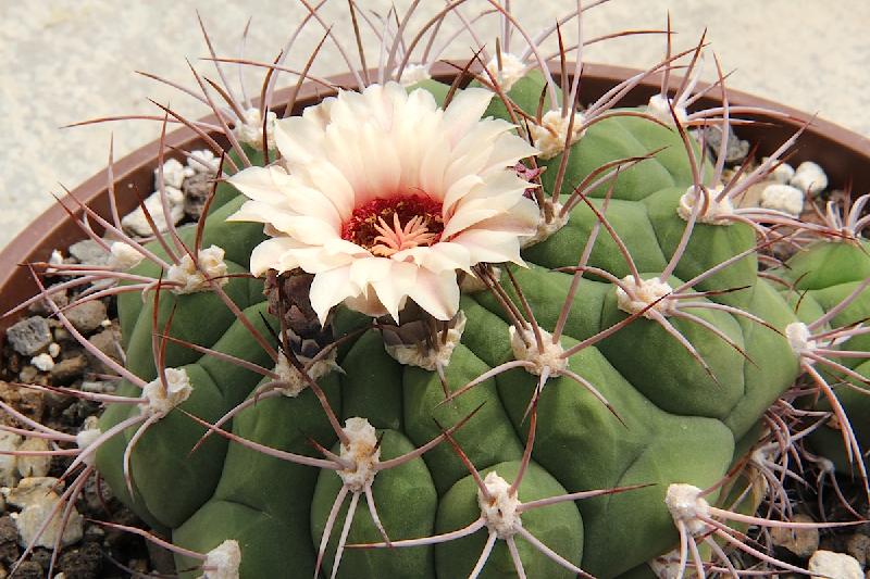 Gymnocalycium_pflanzii_pm.jpg