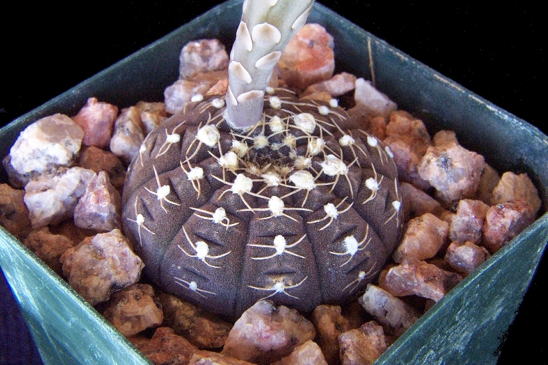 Gymnocalycium_ragonesei01.jpg