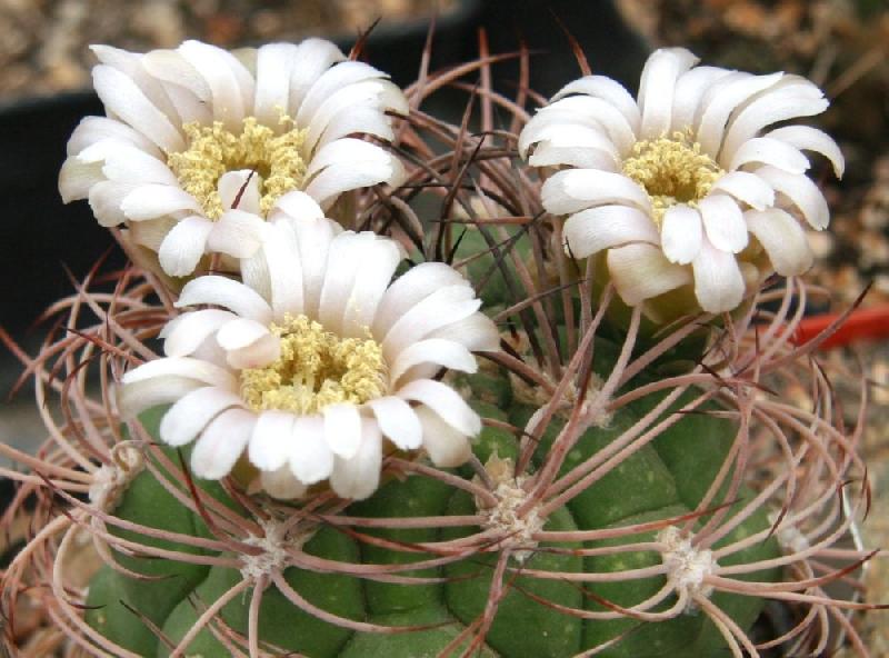 Gymnocalycium_saglionis.jpg