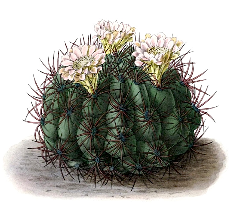 Gymnocalycium_saglionis.png