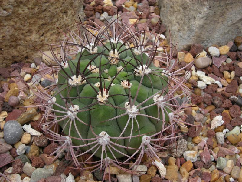 Gymnocalycium_saglionis_c-3195_-_01.jpg