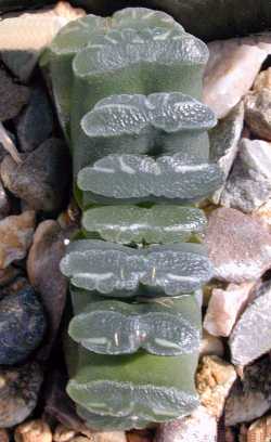 Haworthia_truncata.jpg