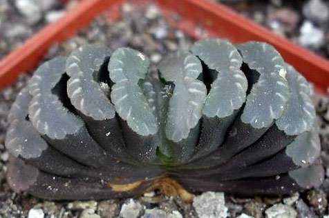 Haworthia_truncata_v_truncata.jpg