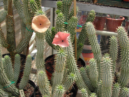 Hoodia_Gordonii_.jpg