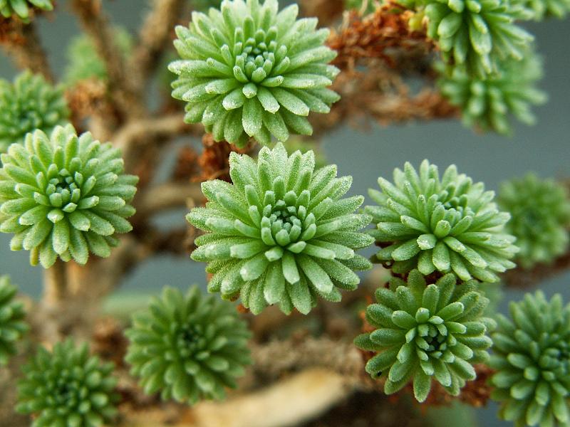 J04_Sedum_multiceps.jpg