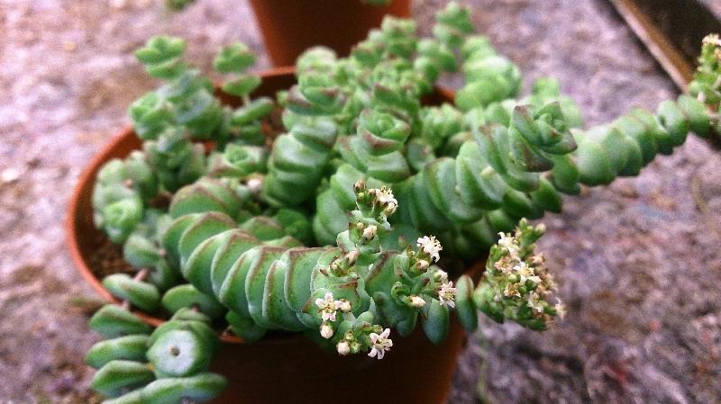 Jade_Necklace_(Crassula_marnieriana).jpg