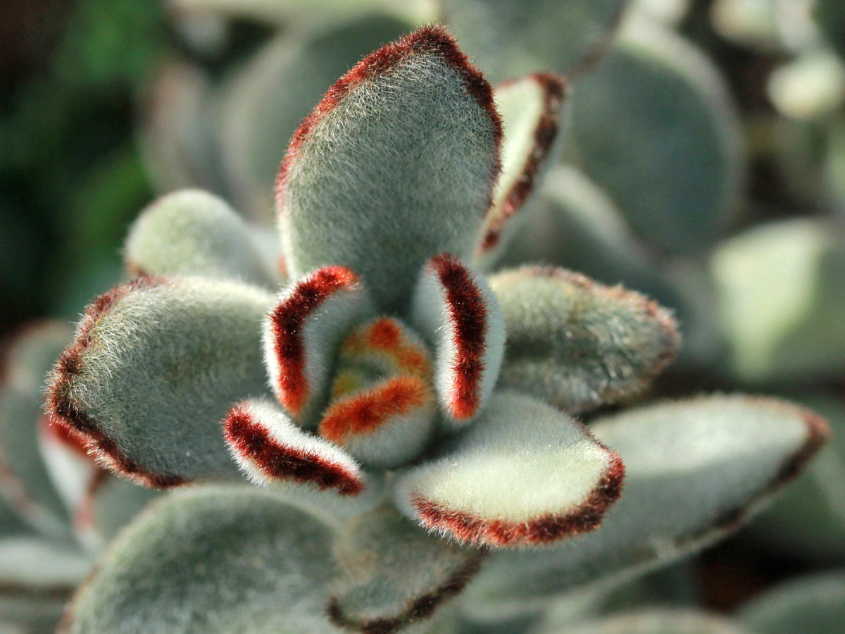 KalanchoeTomentosa.jpg