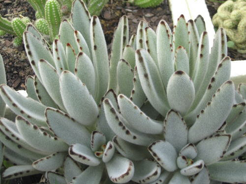 Kalanchoe_tomentosa01.jpg