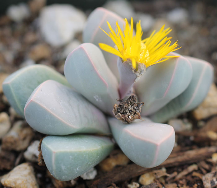 Lapidaria-Margaretae.jpg