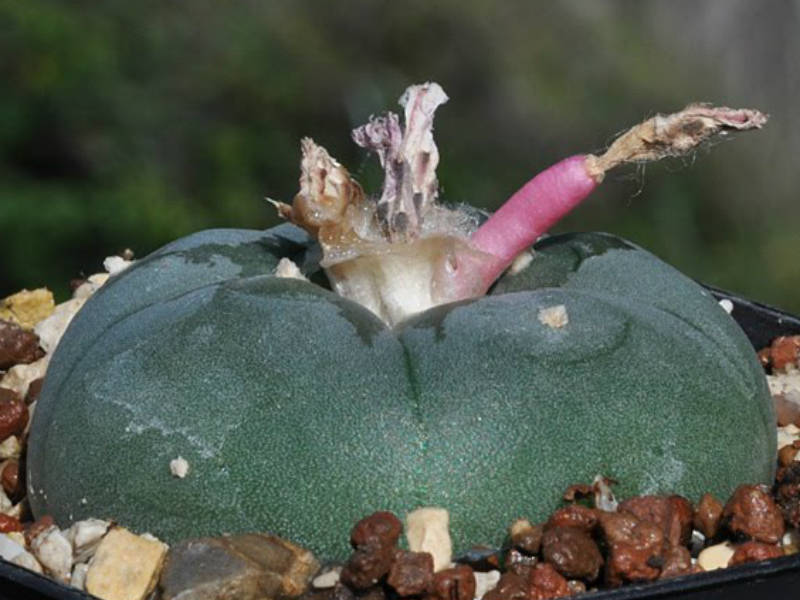 Lophophora-williamsii-Fruits.jpg