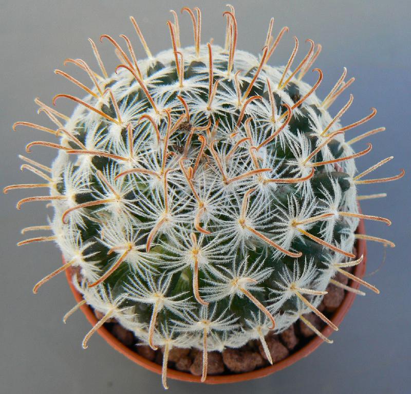 MAMMILLARIA-DUWEI.jpg