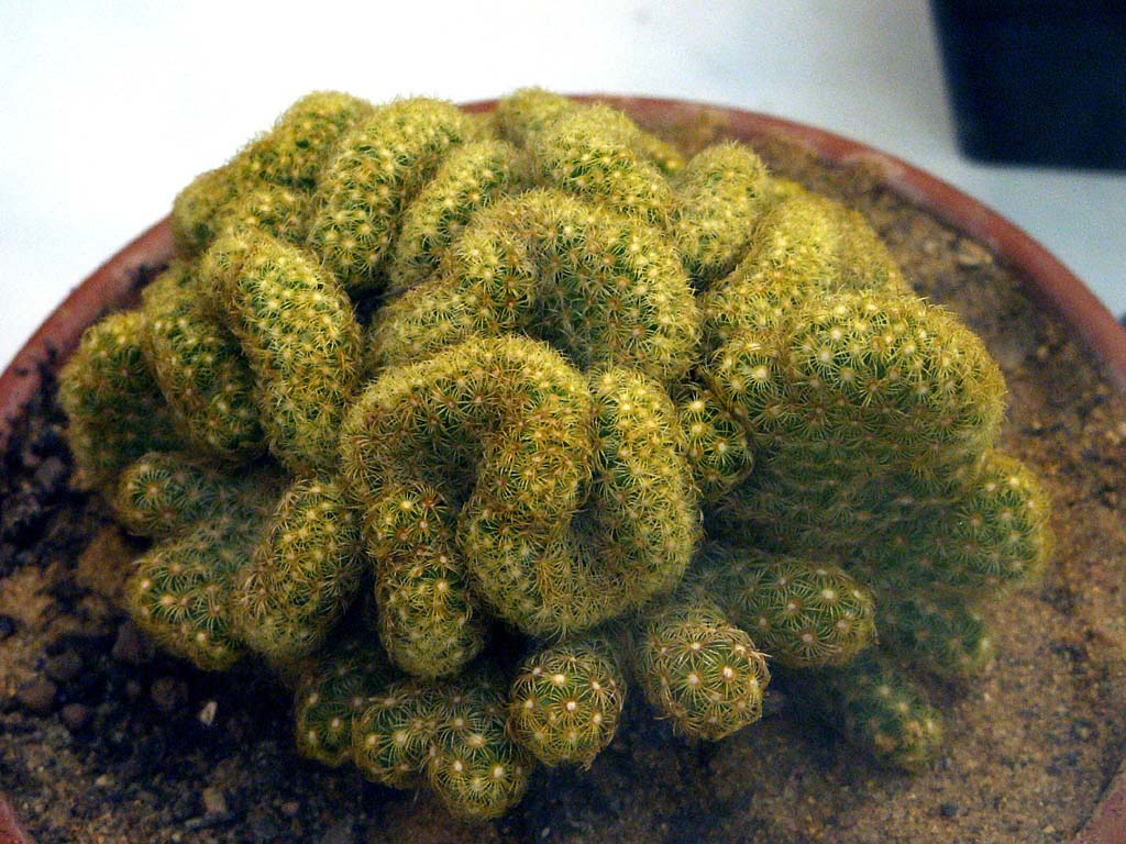 Mammillaria-elongata-cristata.jpg