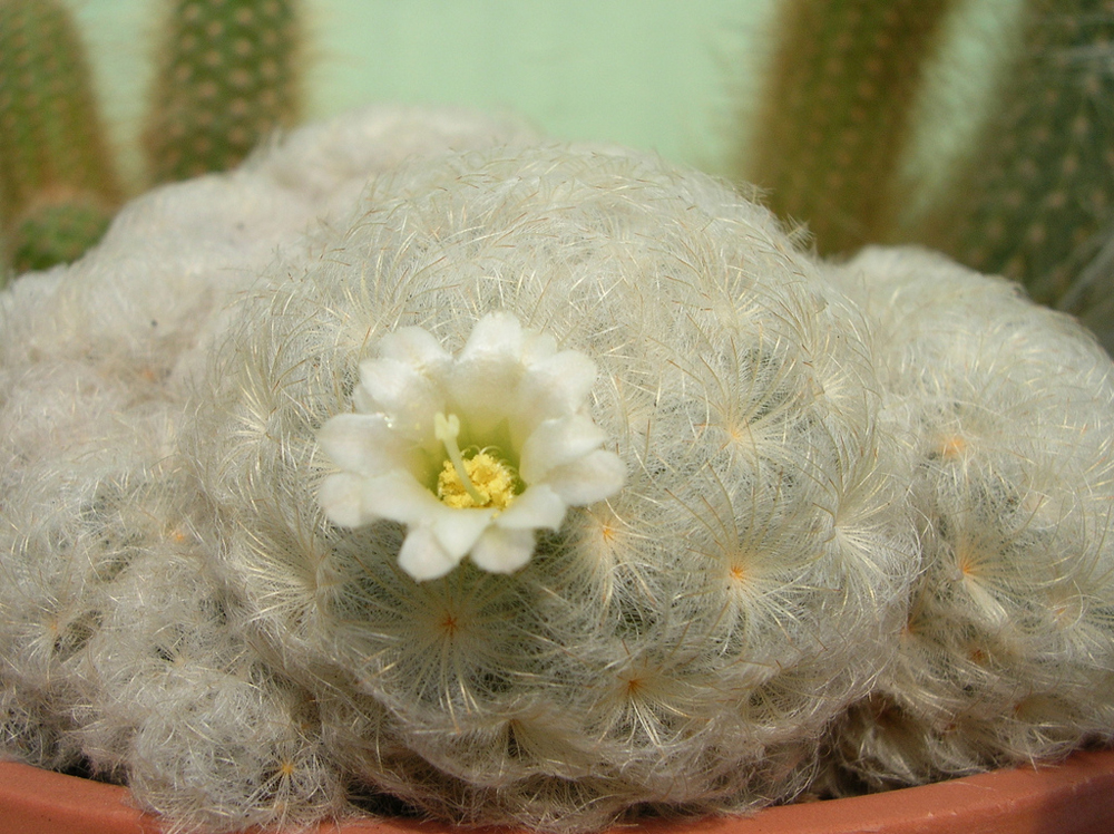 Mammillaria-plumosa.jpg