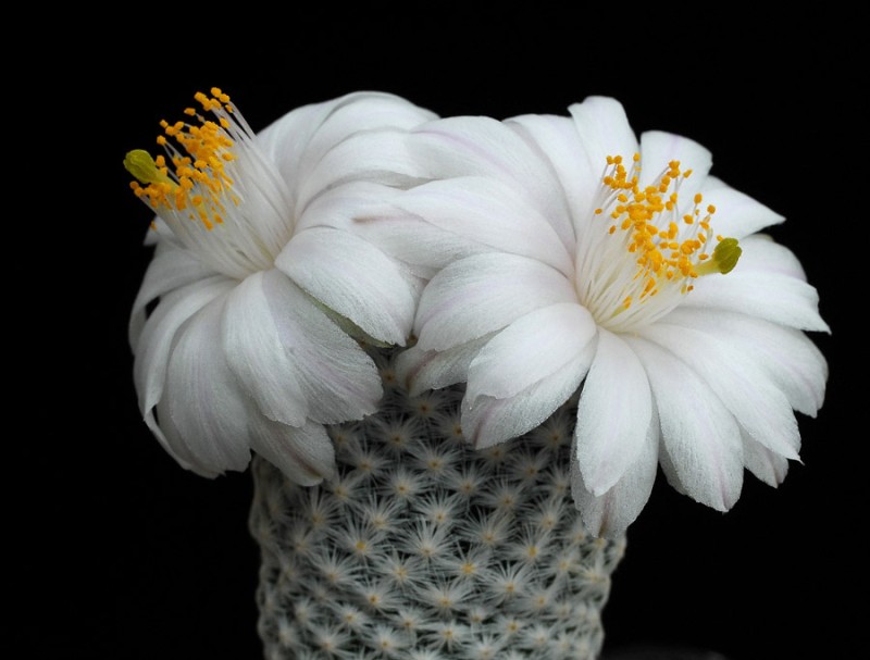 Mammillaria_albifloraF.jpg