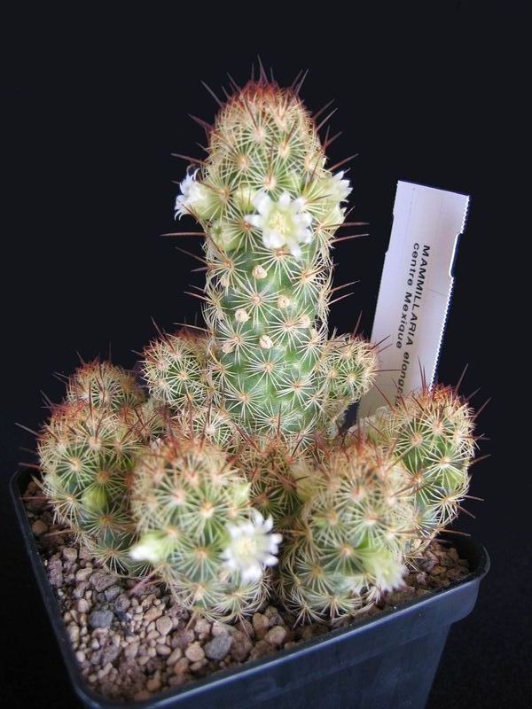 Mammillaria_elongata_ssp._echinaria.jpg