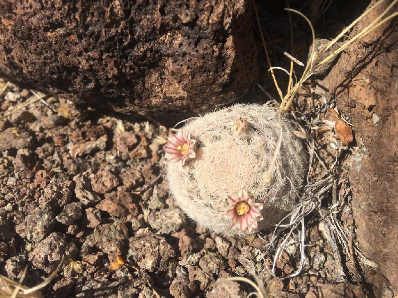 Mammillaria_lasiacantha.jpg