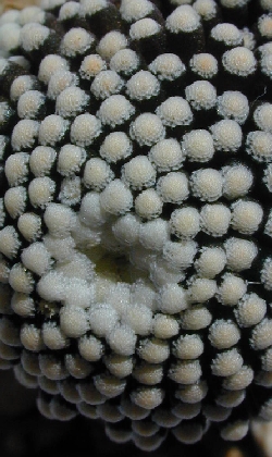 Mammillaria_luethyi5.jpg