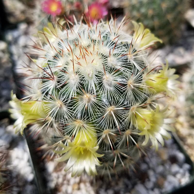 Mammillaria_microhelia1.jpg