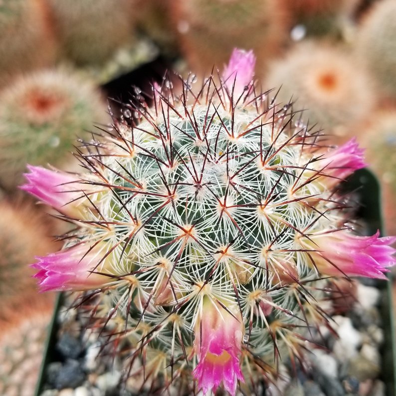 Mammillaria_microhelia2.jpg