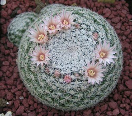 Mammillaria_microthelle.jpg