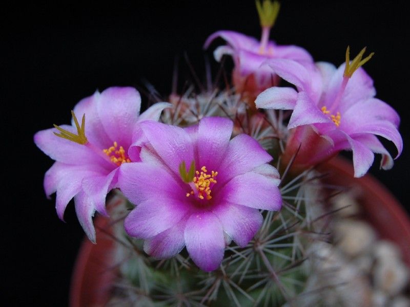 Mammillaria_occidentalis.jpg