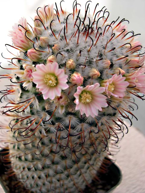 Mammillaria_perezdelarozae.jpg