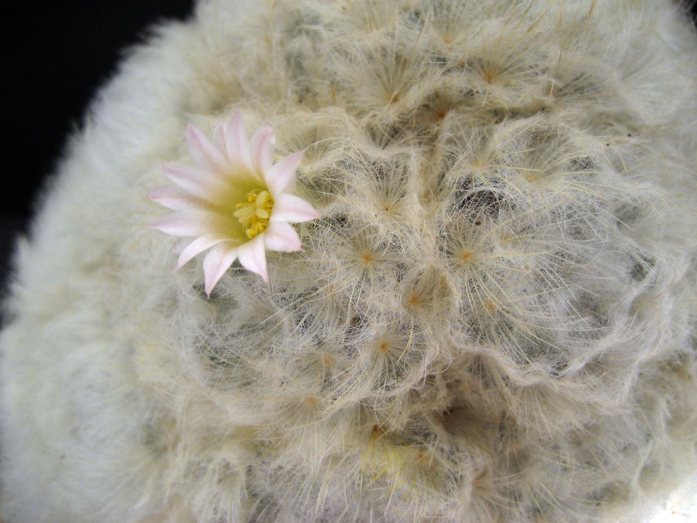 Mammillaria_plumosa,_2.jpg