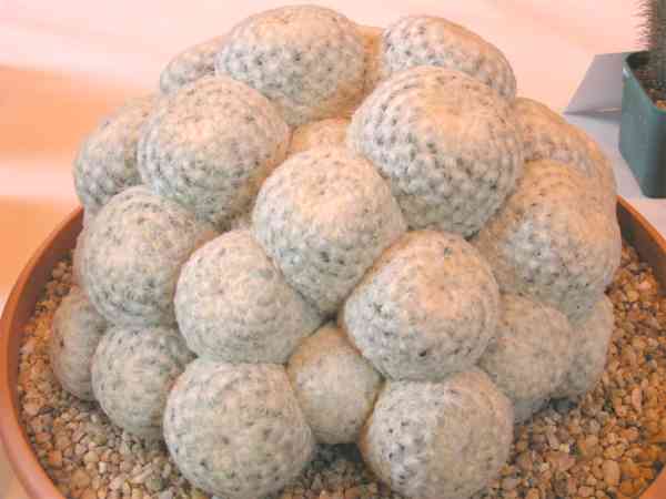 Mammillaria_plumosa_w.jpg