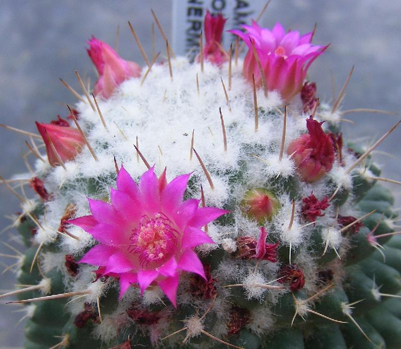 Mammillaria_polythele_2.jpg