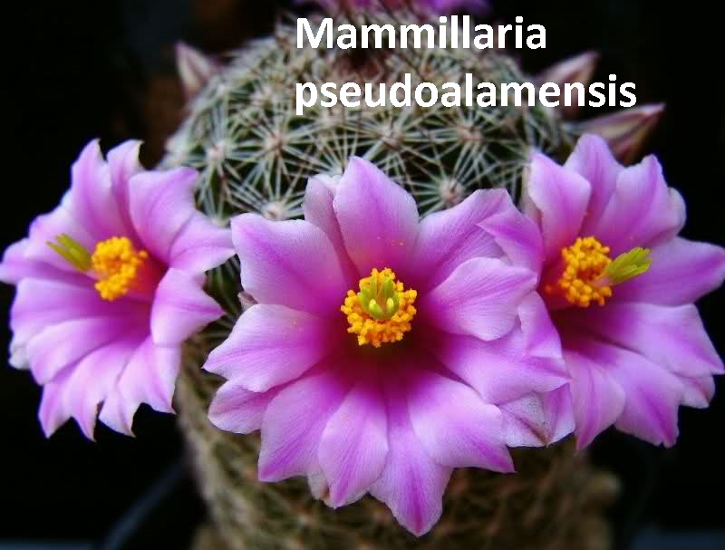 Mammillaria_pseudoalamensis.jpg