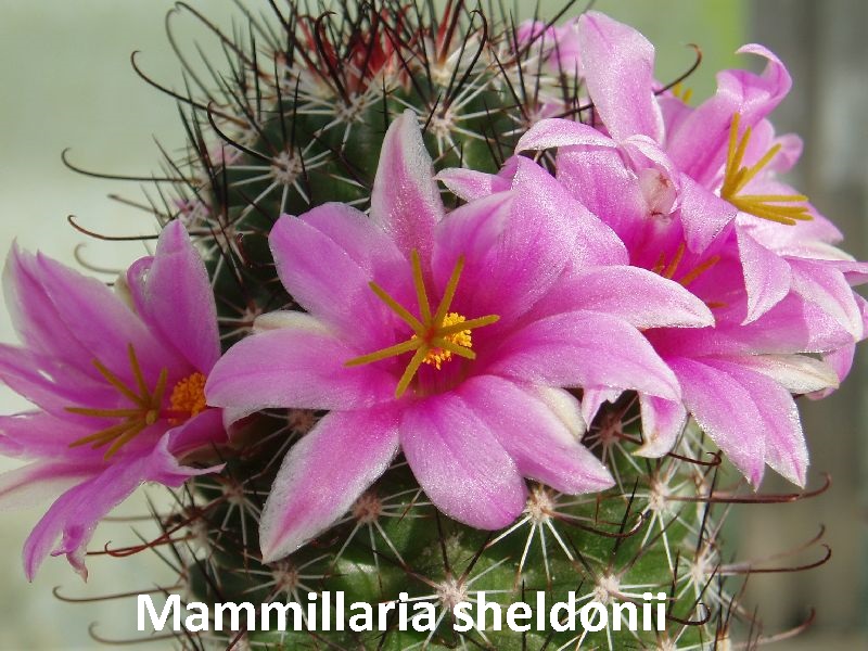 Mammillaria_sheldonii_2.JPG