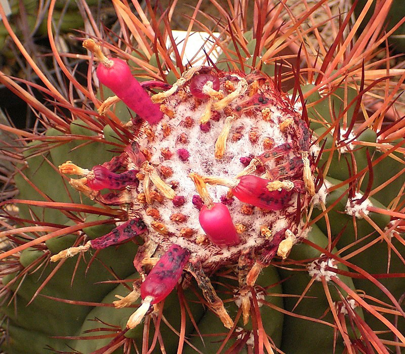 Melocactus_ernestii_03_ies.jpg