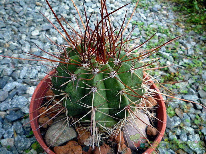 Melocactus_ernestii_105724.jpg