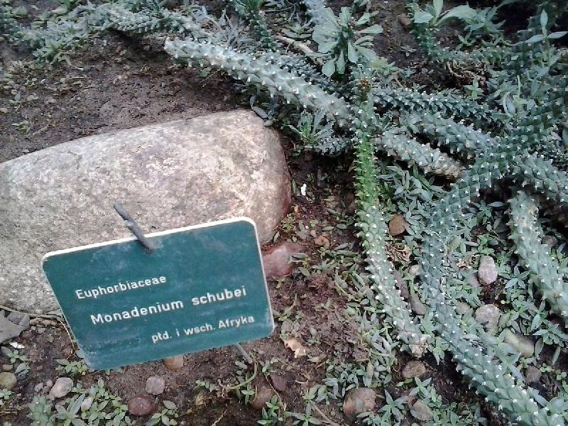 Monadenium_Schubei_(Poznan).jpg