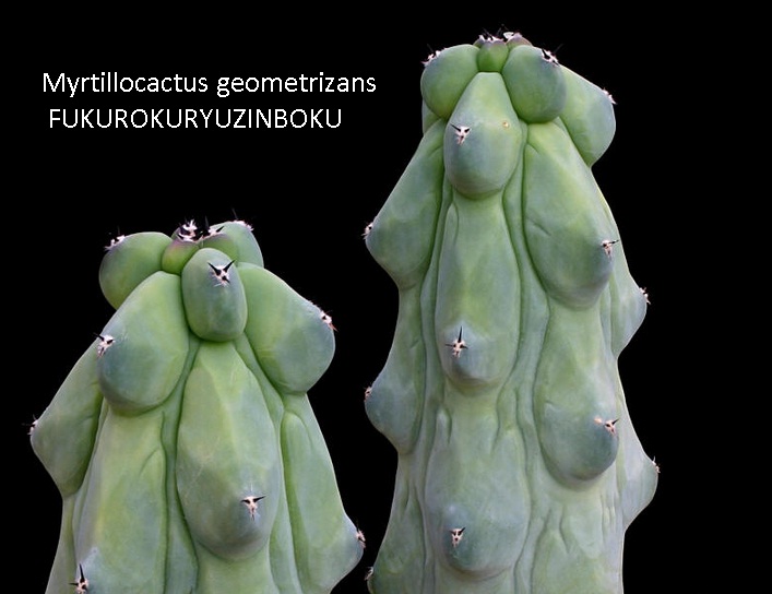 Myrtillocactus_geometrizans_FUKU.jpg