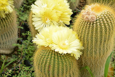 NOTOCACTUS-PARODIA-LENINGHAUSII.jpg