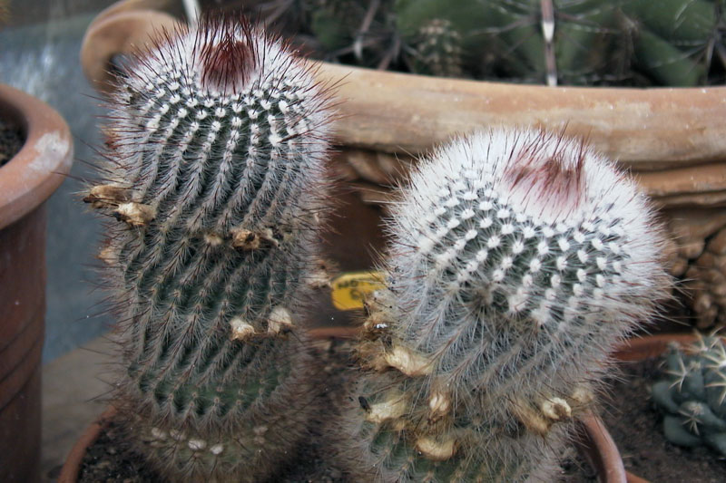 NOTOCACTUS_SCOPA.jpg