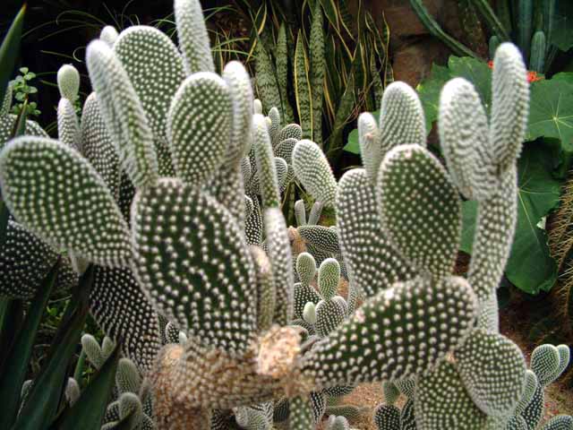 Opuntia_microdasys_v_albispina.jpg