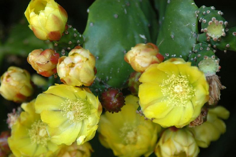 Opuntia_monacantha_(2).jpg