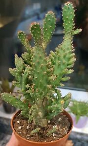 Opuntia_monacantha_(3).jpg