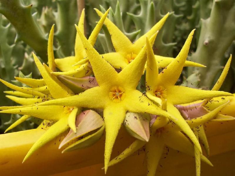 Orbea-lutea-Flowers.jpg