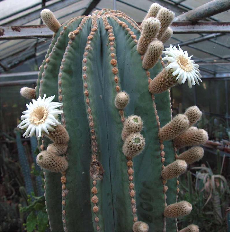 Pachycereus_Pringley_fl.jpg